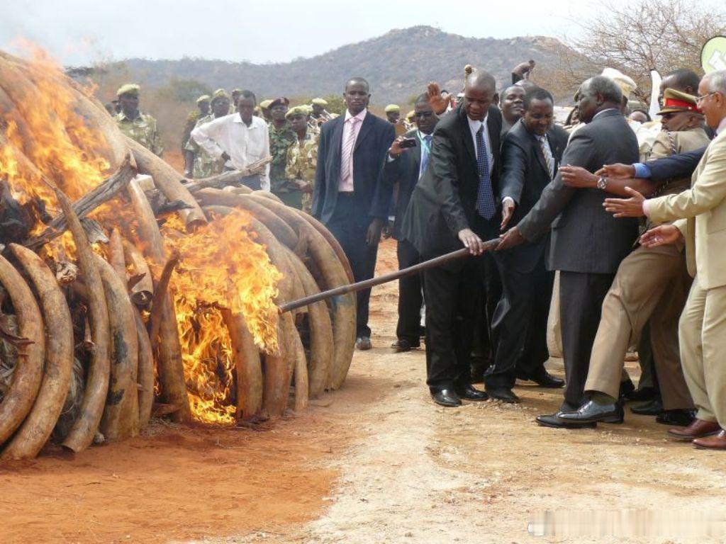 2016年4月30日肯尼亚总统Uhuru Kenyatta肯雅塔亲自参与焚毁象牙