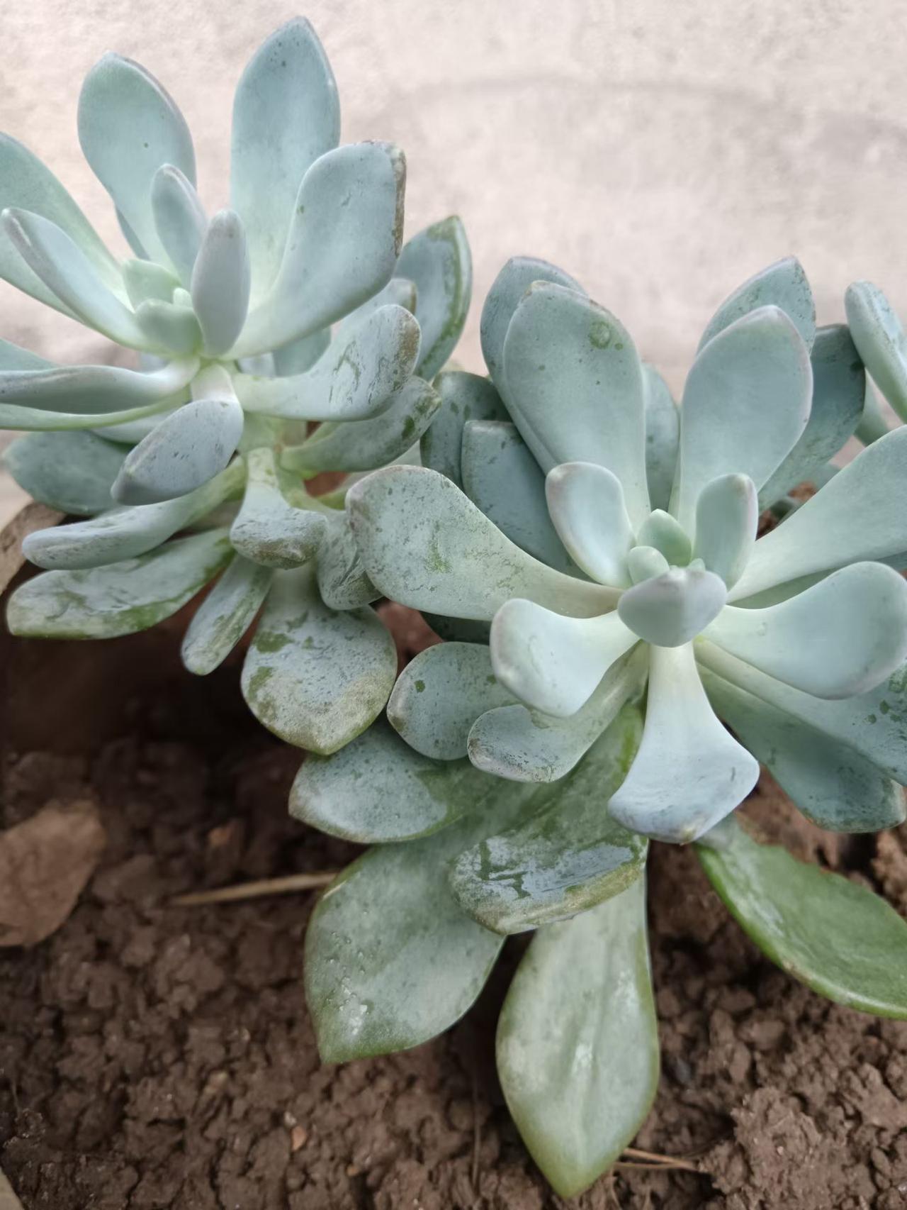 昨天晚上站桩还是汗如雨滴，昨天气温不高，吹电扇都显得有点凉，我记得在冬天零度的时