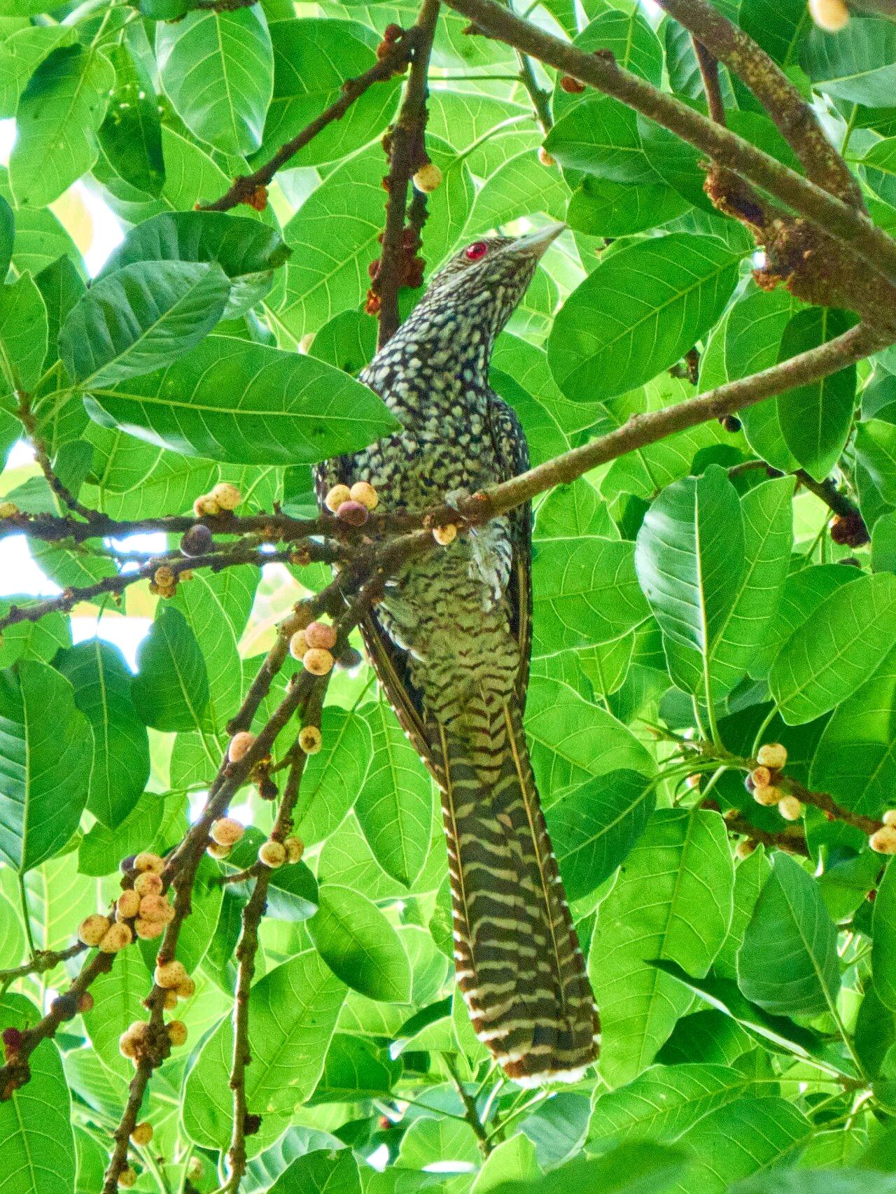 最近，深圳宝安中学有个高三学生，因为学校里的噪鹃鸟整天叫个不停，实在受不了，就写