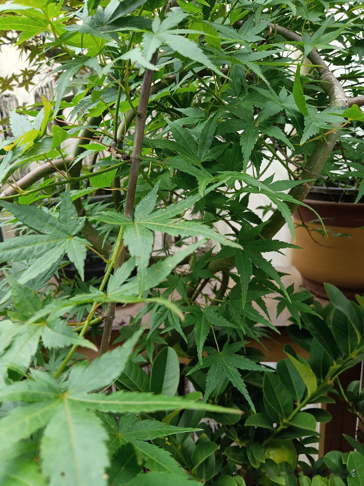 花市拍花03