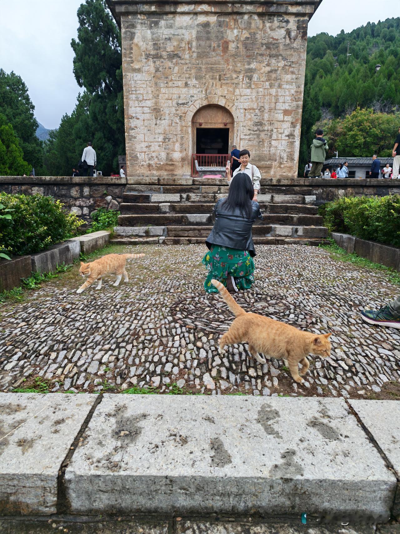 济南神通寺，也叫四门塔景区，有“华夏第一石塔”之称，现在还被叫做“猫猫寺”。最近