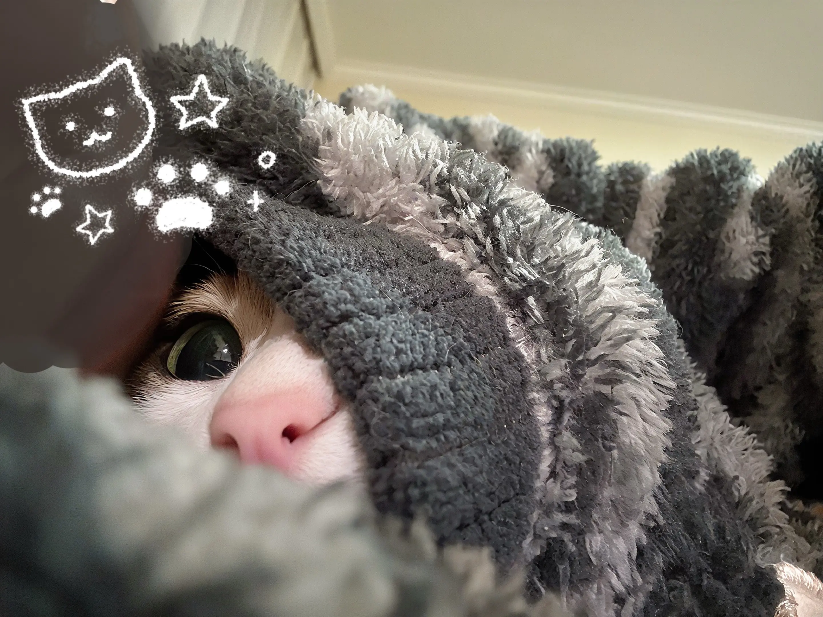 毛茸茸 粘人精 哎呀咪咪你也爱我吧 怀里的猫