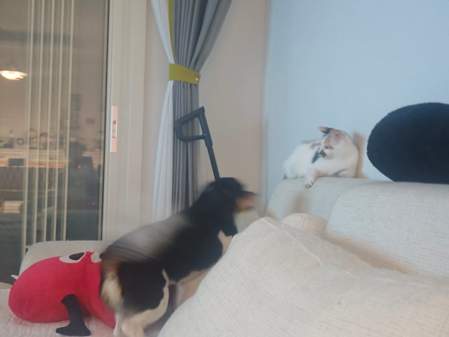 豆豆，你这样妹妹肯定不想跟你玩了好好的怎么就扑上去了