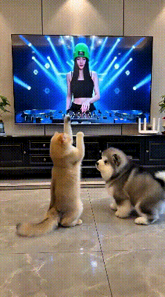 乖乖嘞！家里猫狗跟着电视DJ美女一起蹦跶，也太有氛围感了。
橘猫乖乖坐直，两只爪