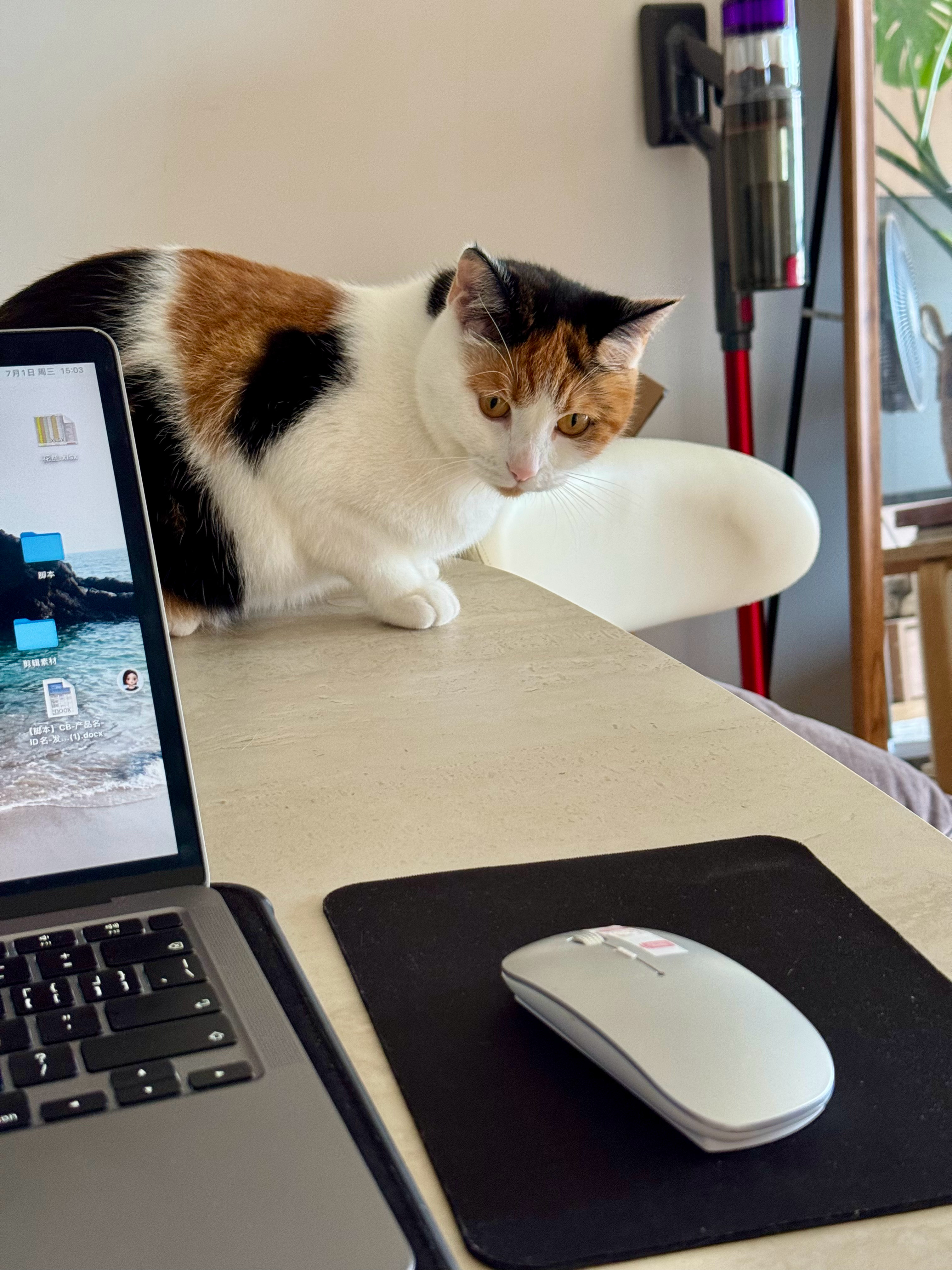 猫身人面像 