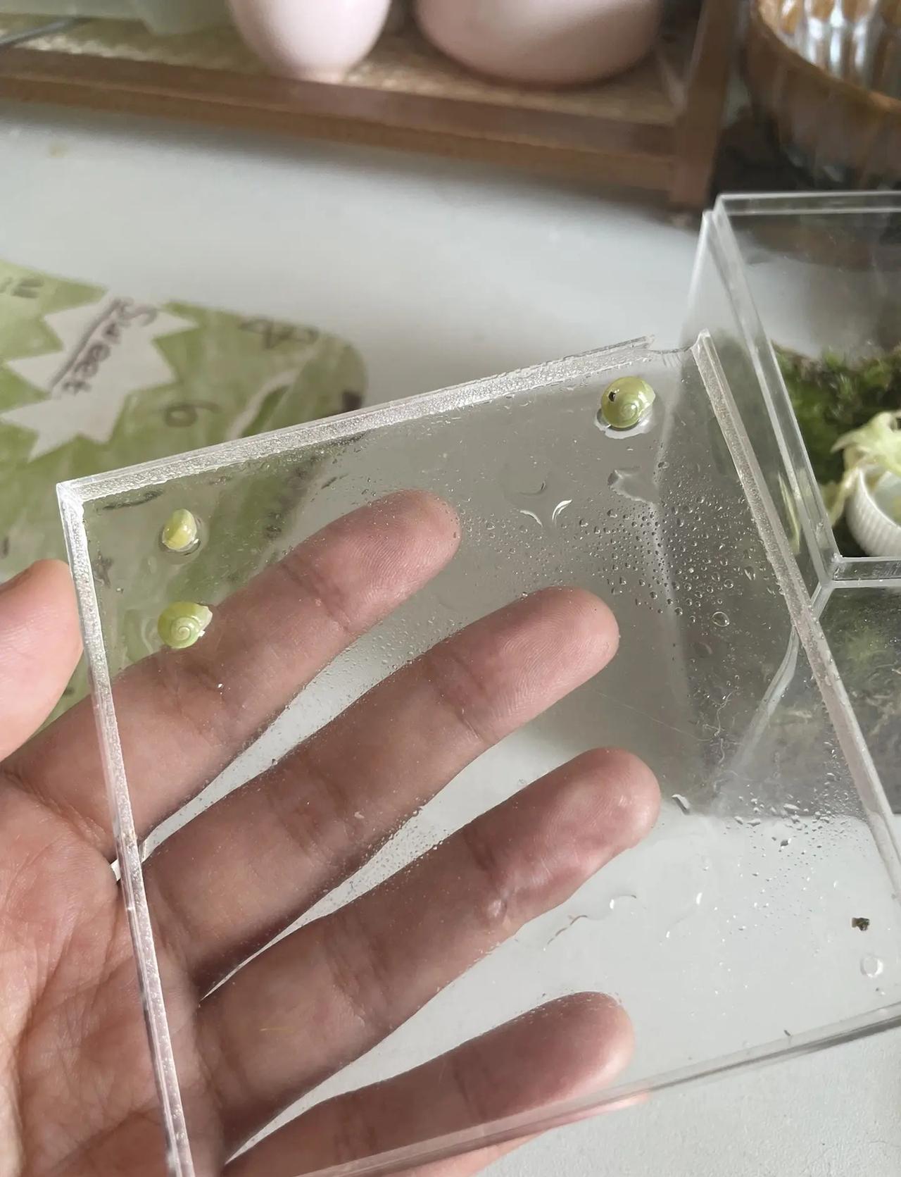 这一个多月了，这三个小蜗牛🐌的体格差距变这么大了，其中一个还特别小，另外两只已