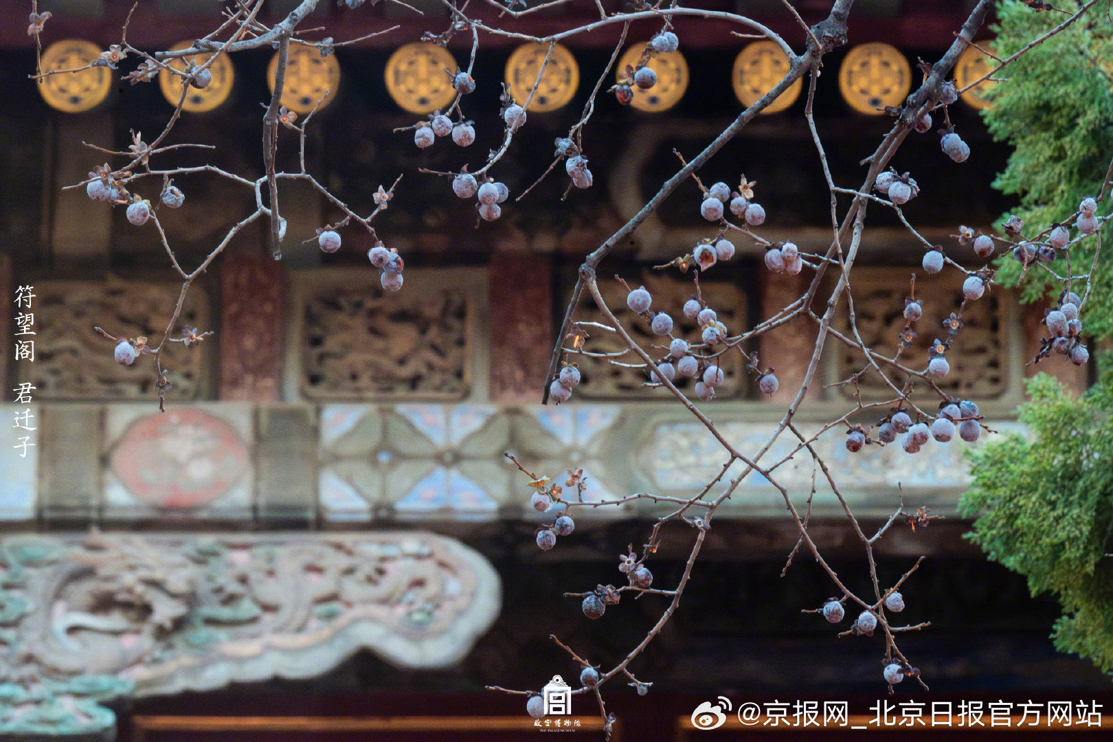 【转发收藏！#故宫的花想开了#】#故宫的花花随手就是壁纸级别#二月兰、金银忍冬、