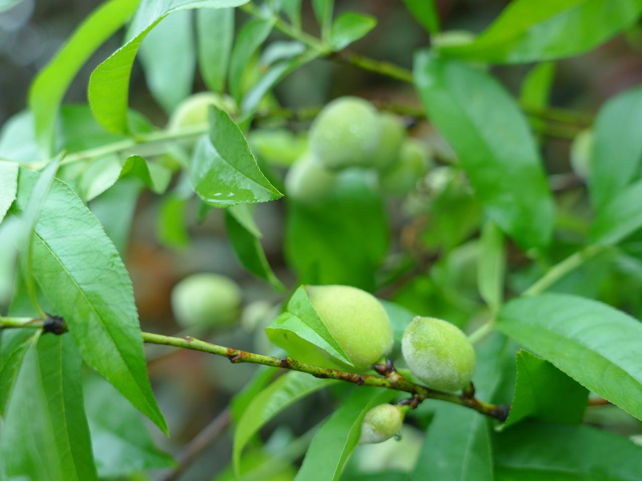 人人爱桃花，谁懂青桃的苦与甜
   谁没见过春天满树的桃花？粉白粉白的，开得热热
