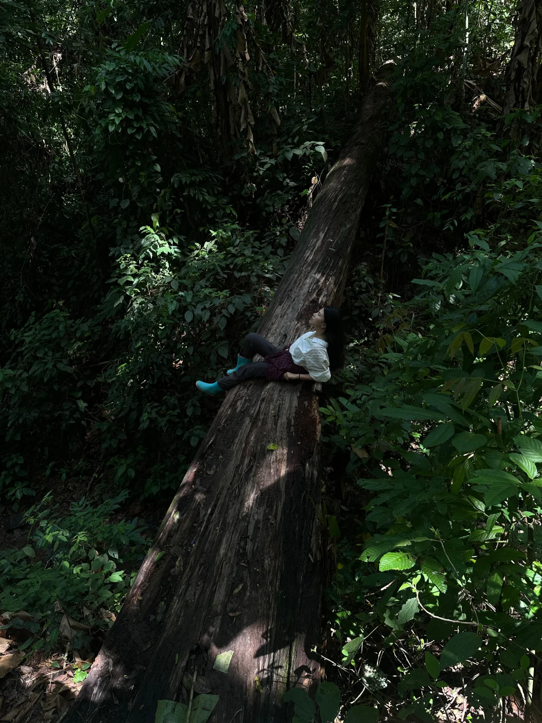 西双版纳基诺雨林徒步 拍出侏罗纪感觉！