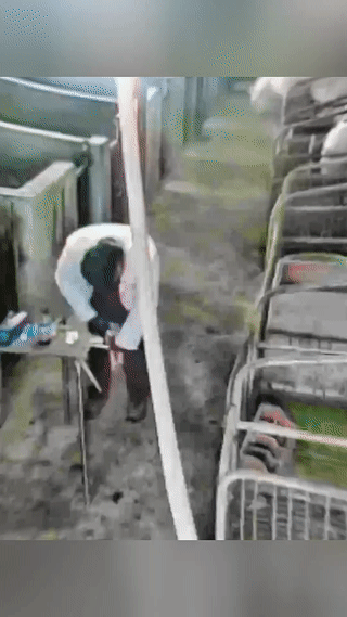 一名兽医正在给小猪做阉割手术。
就在他全神贯注认真工作的时候，他身后猪圈里突然跳