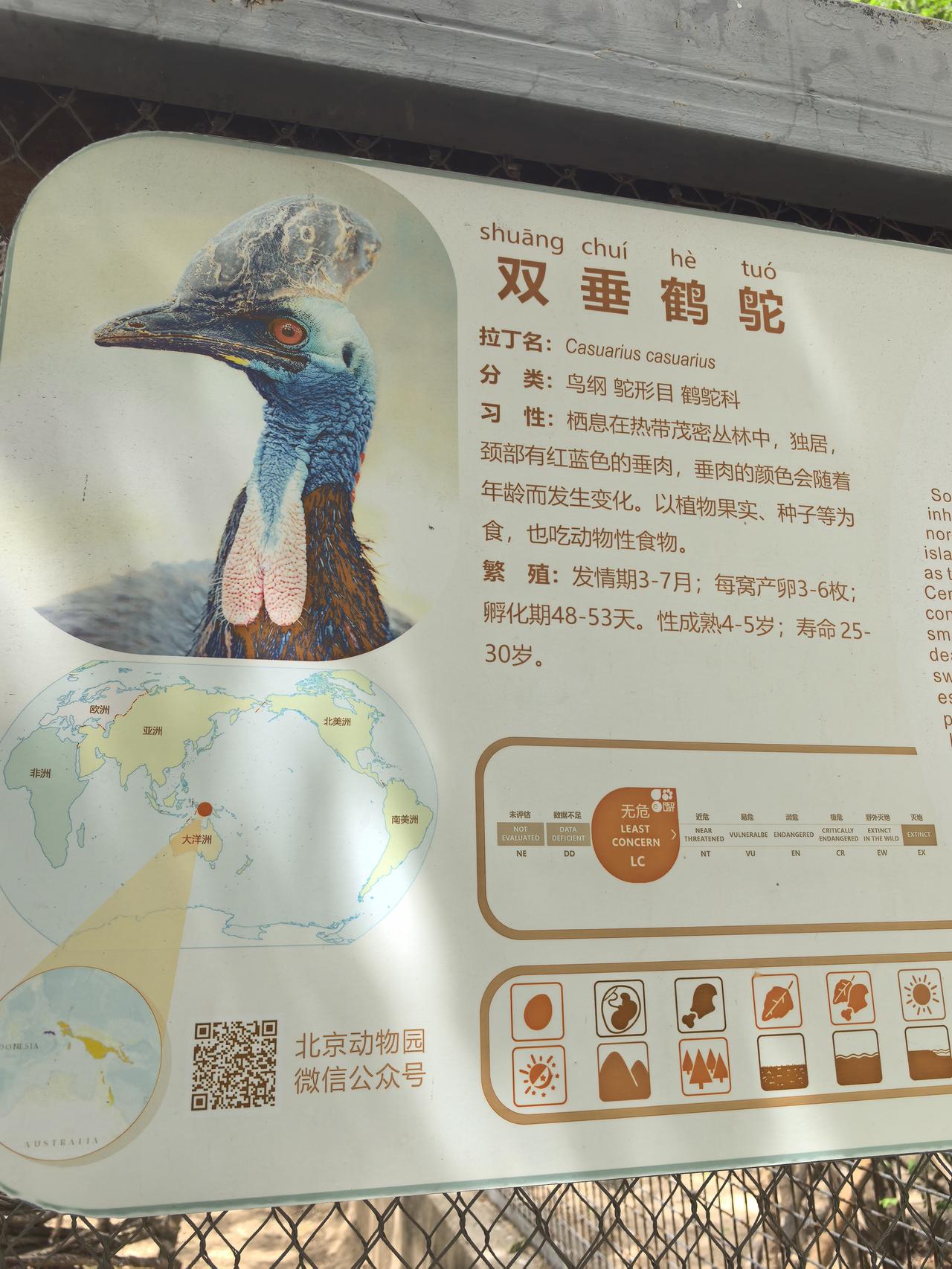 漂亮的鸵鸟