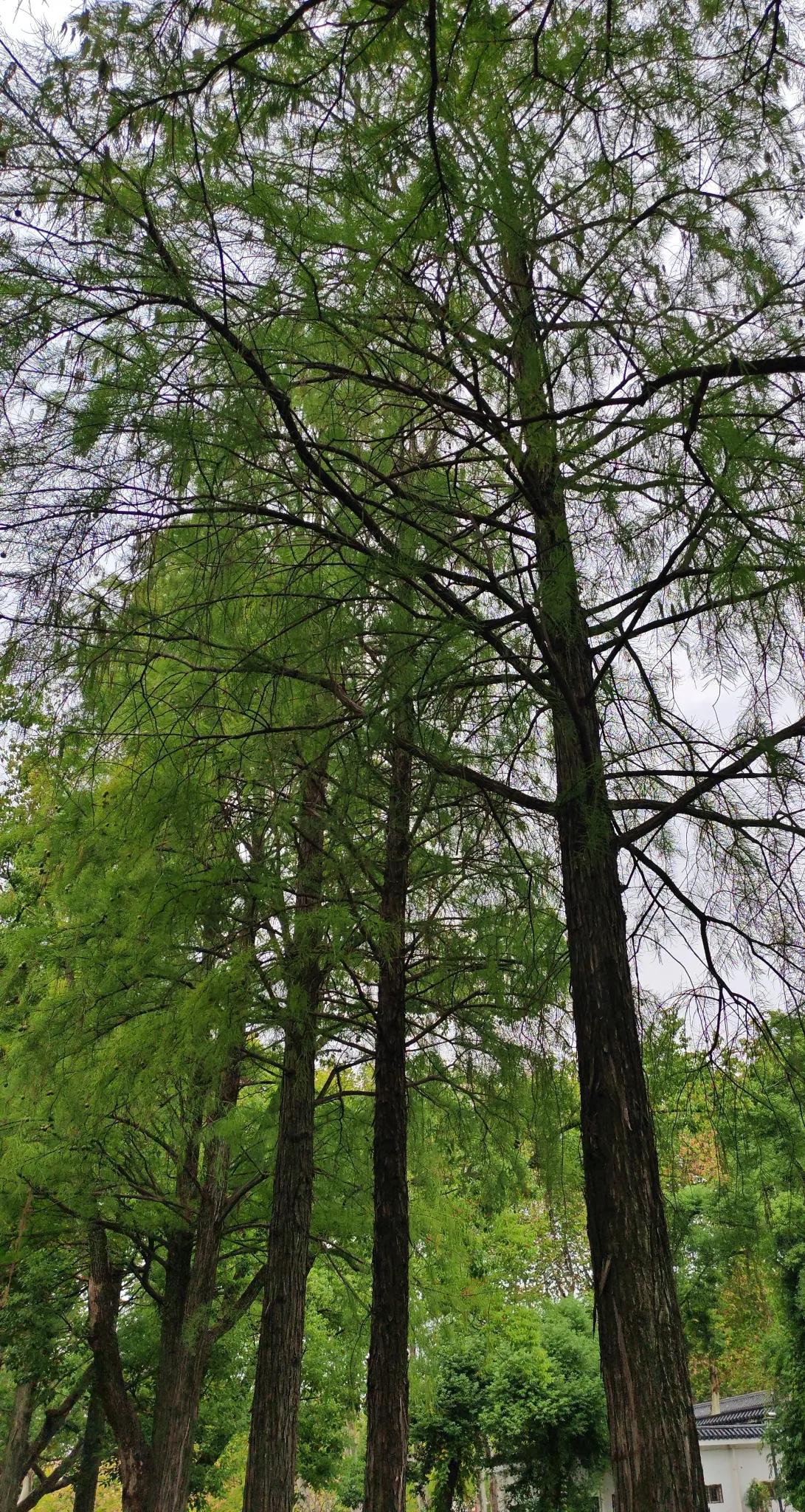 武汉市马鞍山森林公园里的水杉树，在几场秋雨的滋润下，绿得那么可爱，那么生机勃勃。