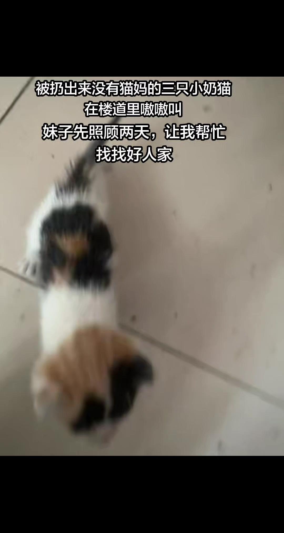 三只小奶猫（一只小黑猫+两只小三花）在楼道嗷嗷叫，刚睁眼睛，看着就让人揪心。妹子
