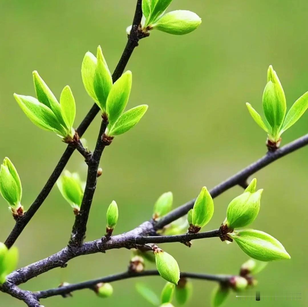 包钢股份，依然在五日均线之上！

近段时间包钢股份升势再起，今天高开低走，至写作