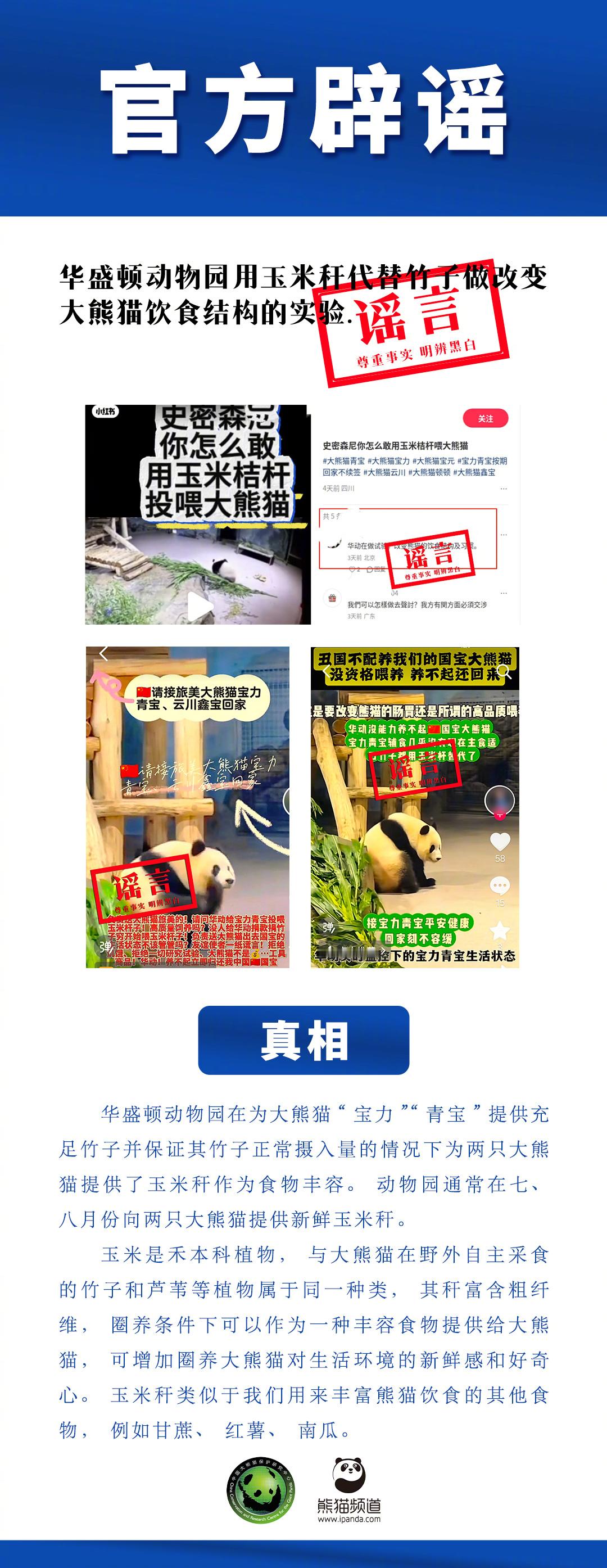 旅美熊猫被喂玉米秆做改变饮食结构实验系谣言 [话筒]【“华盛顿动物园用玉米秆代替