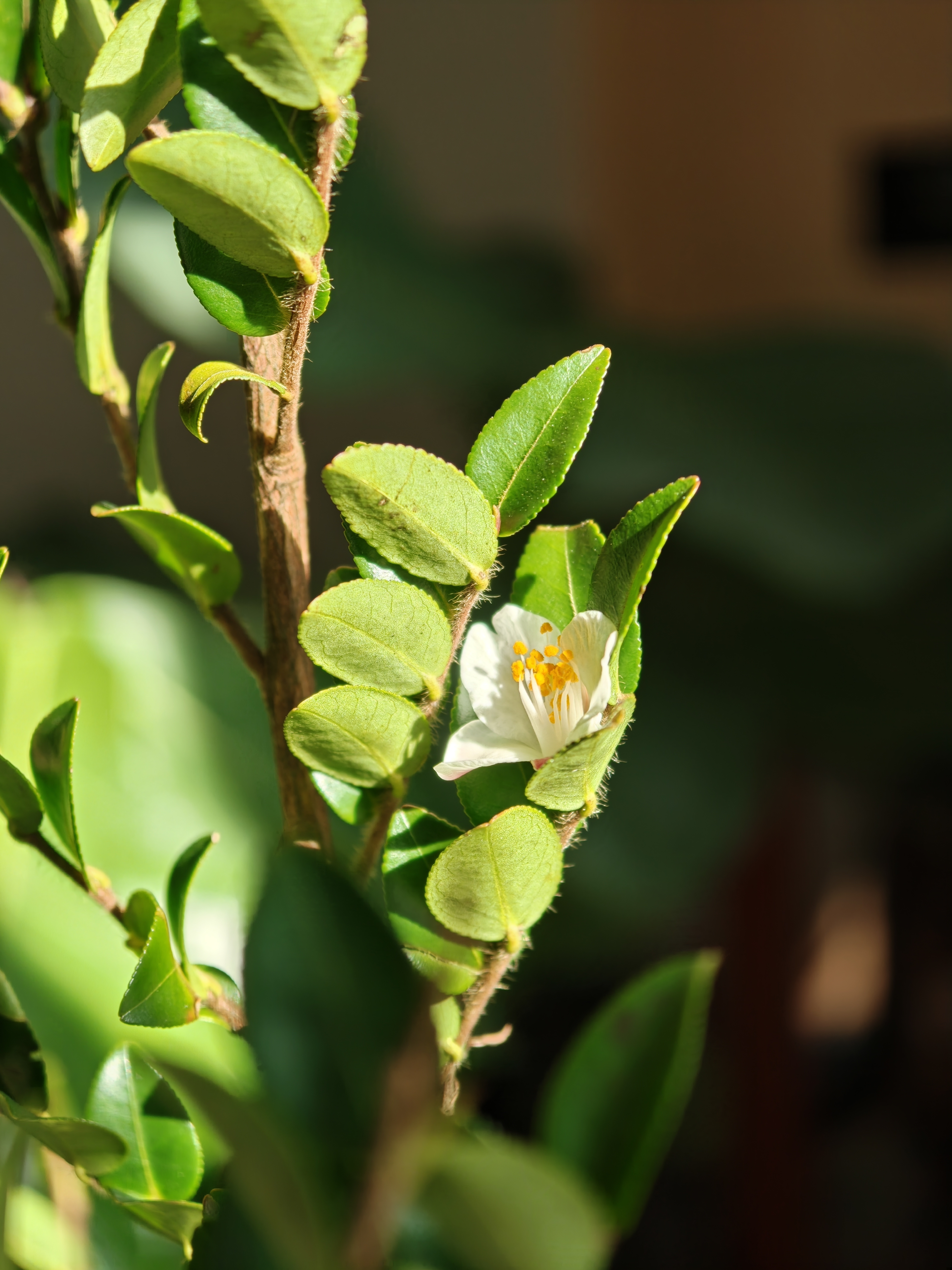 冬月十一，铁树开花