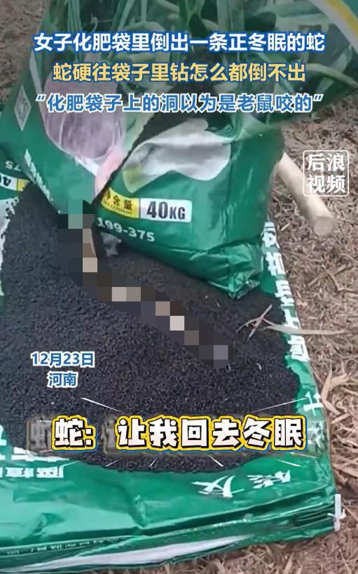 河南，女子去地里干活，打算给庄稼撒化肥。她扛起一袋化肥，正要拆开往地里撒，眼睛往