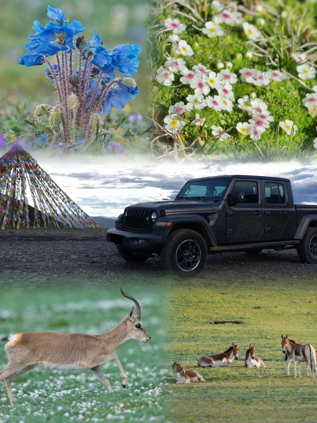 探索中国顶尖Safari目的地