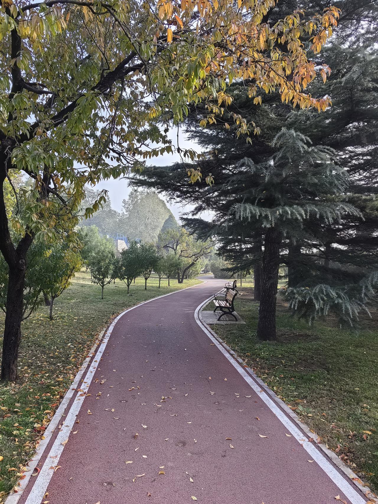 漫步在这样秋天氛围浓重的步道，凝重裔静，高远懿逸，身边的灌木可以看到夜间流落的露
