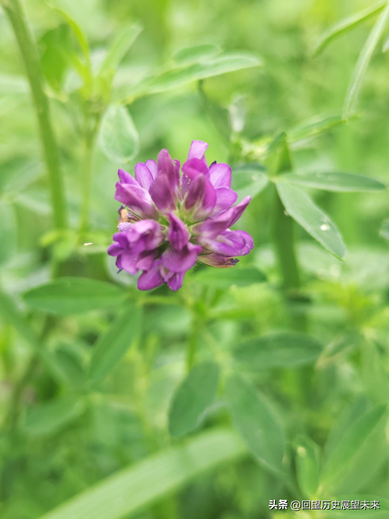 分享一张你最近拍的花