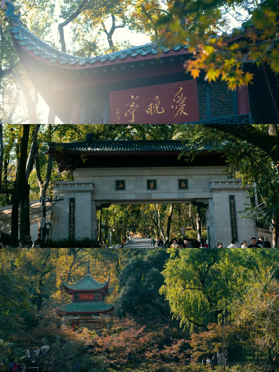 12月别错过岳麓山的枫叶🍁
