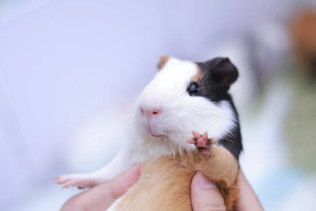 昨日天晴 适宜撸猪