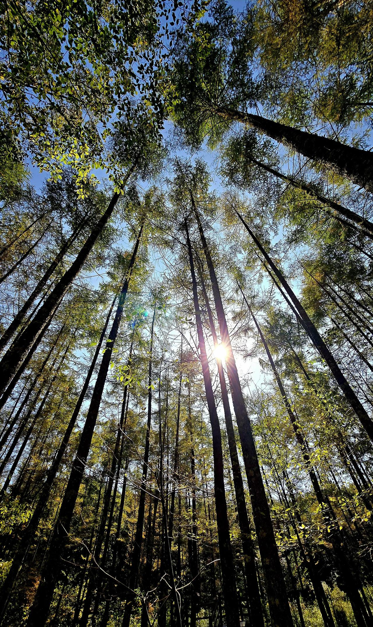 萧瑟秋日，阳光透过树叶，洒下斑驳的光影；山何以秋，只见林寒涧肃，藏在世间的精彩。