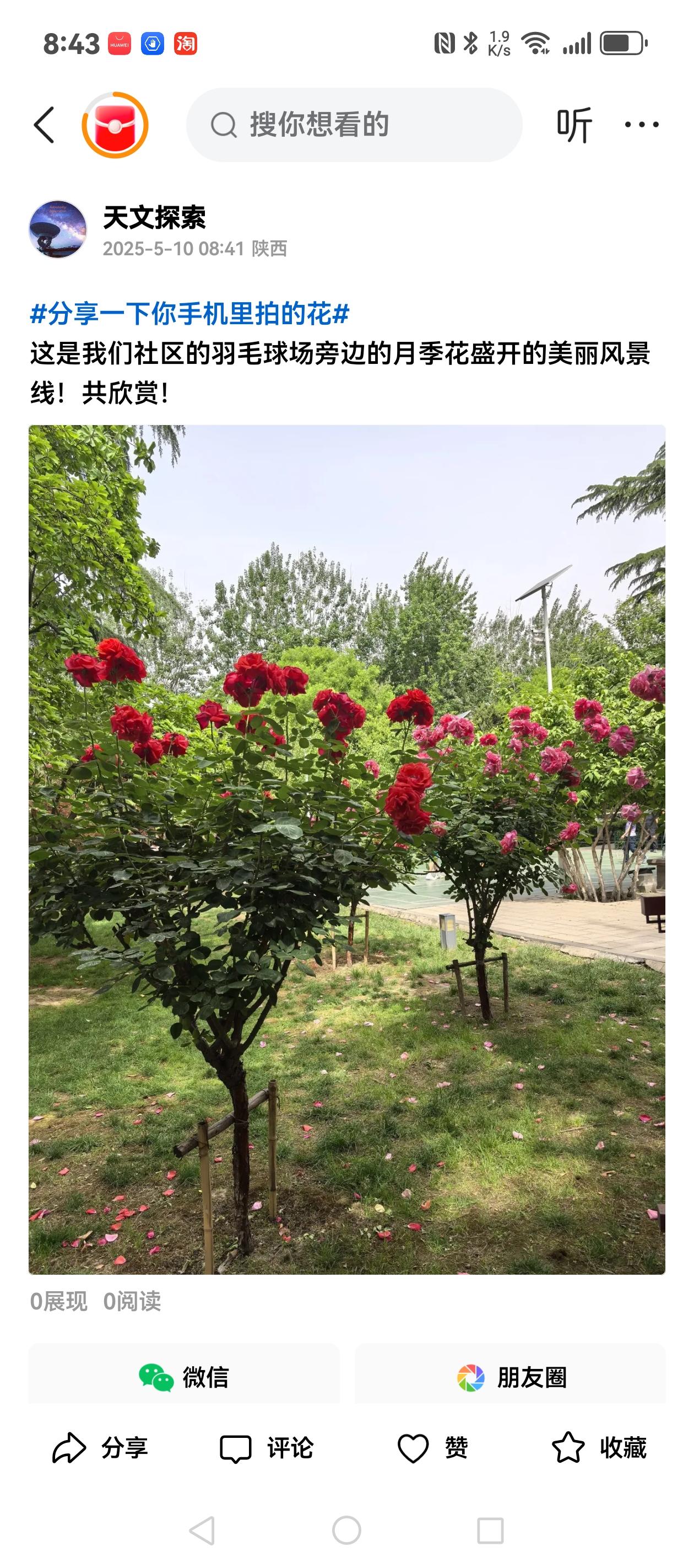 这是我们社区羽毛球场旁的月季花盛开的风景线