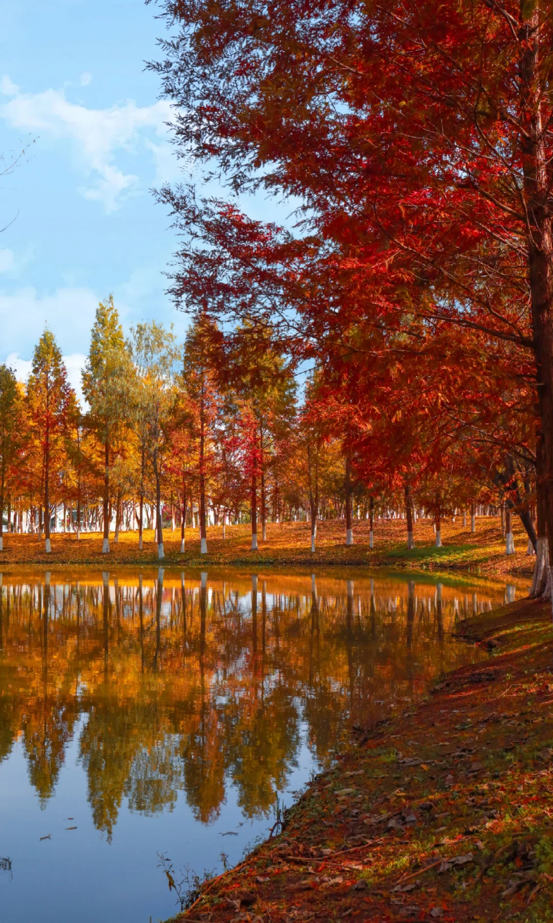 西安人有自己的莫奈花园…秋日氛围感拉满！