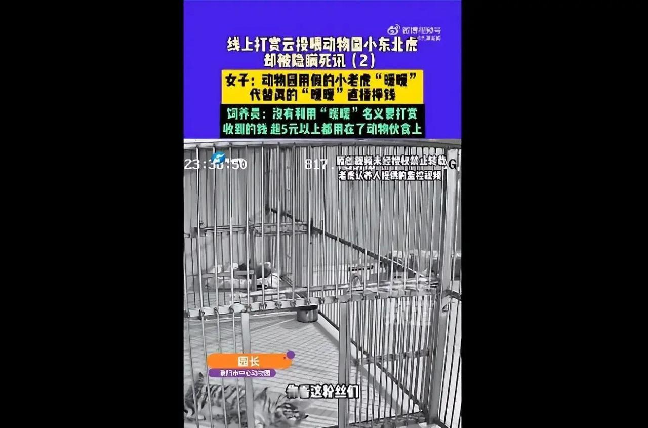 河南濮阳一家民营动物园，网红小老虎暖暖1月因猫瘟去世，园方却瞒了整整一周，用录屏