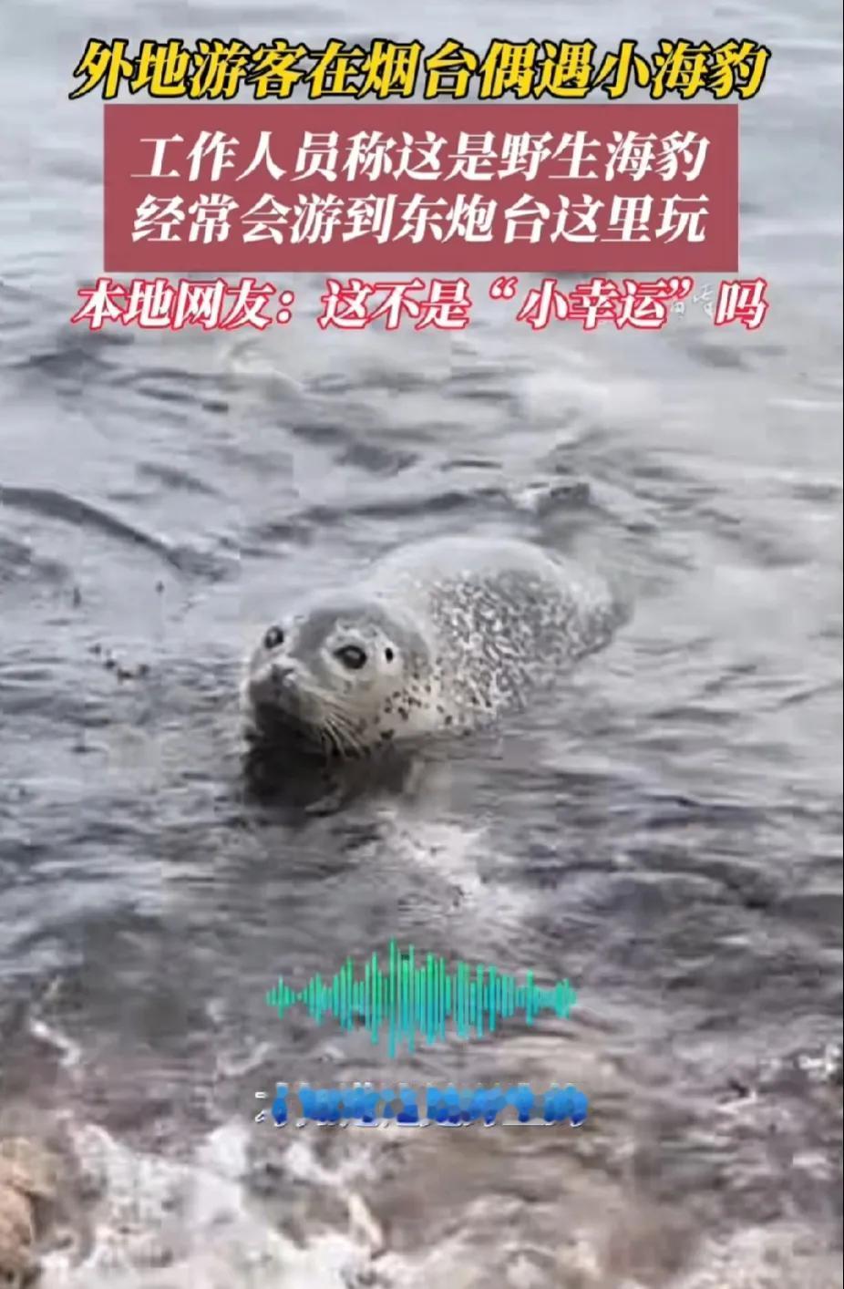 到烟台海边溜达，外地游客遇到小海豹，还大惊小怪的以为是动物园跑出来的。


其实