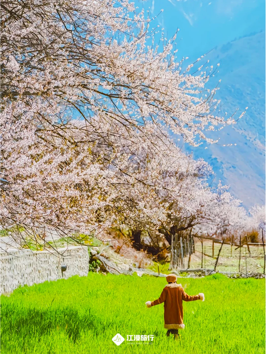 西藏3月桃花、雪山与冰川的独家盛宴