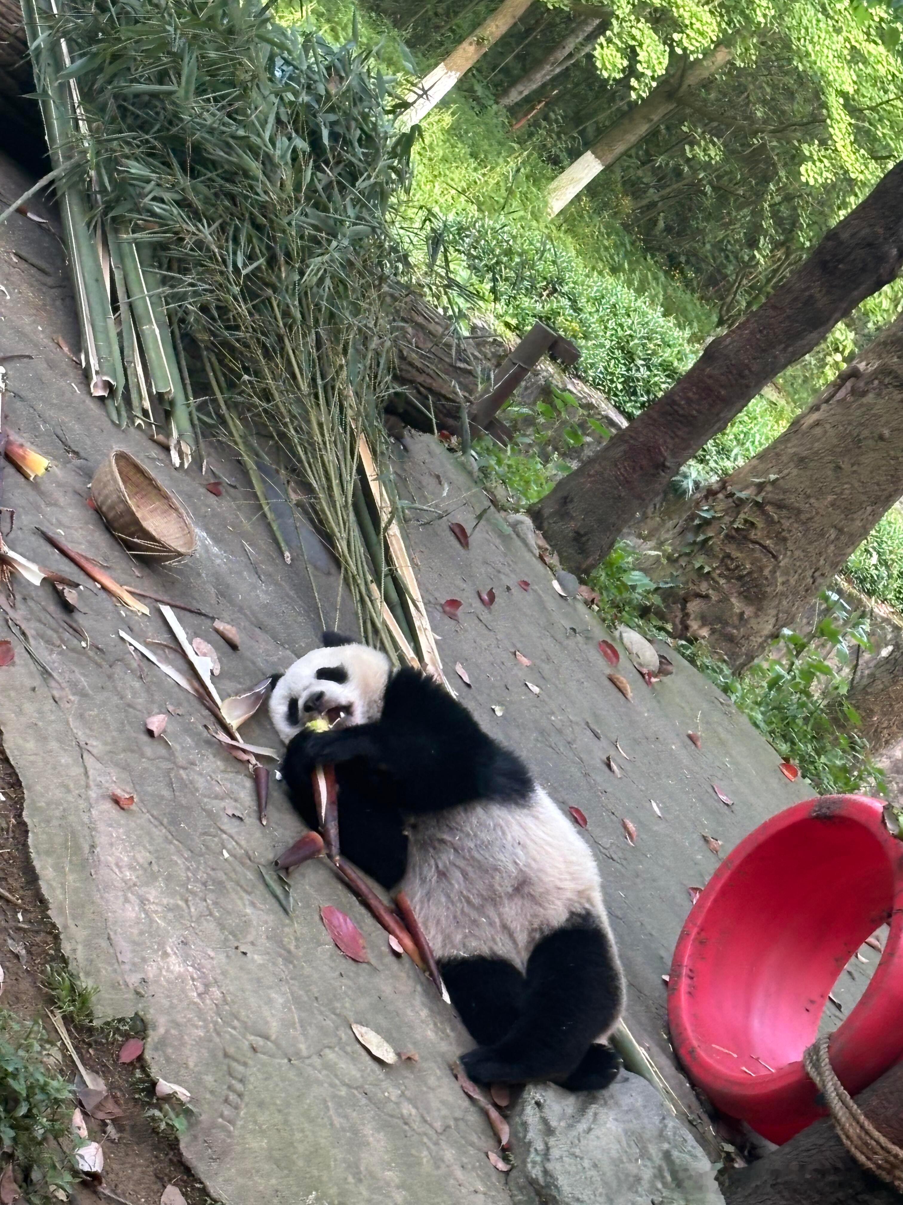 米花糖新乔宝宝盘着腿躺吃太可爱了叭 