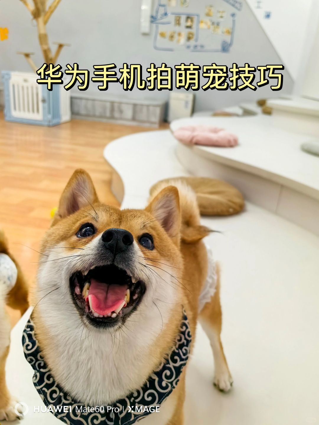 华为手机XMAGE色彩风格，拍哈基米秒出大片‼️