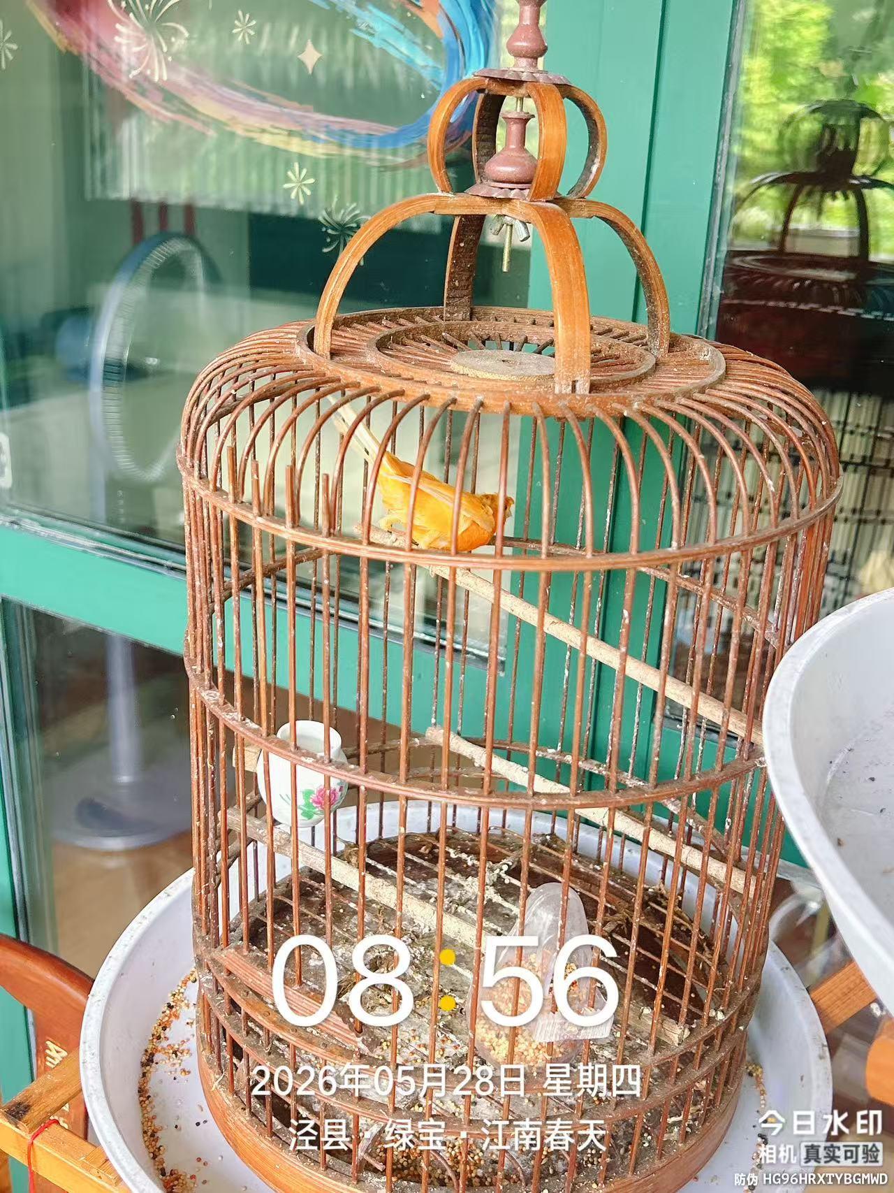 我楼下的一对老夫妻养了几次鸟放在鸟笼子里，挂在车库门旁边，每天凌晨3、4点，几次