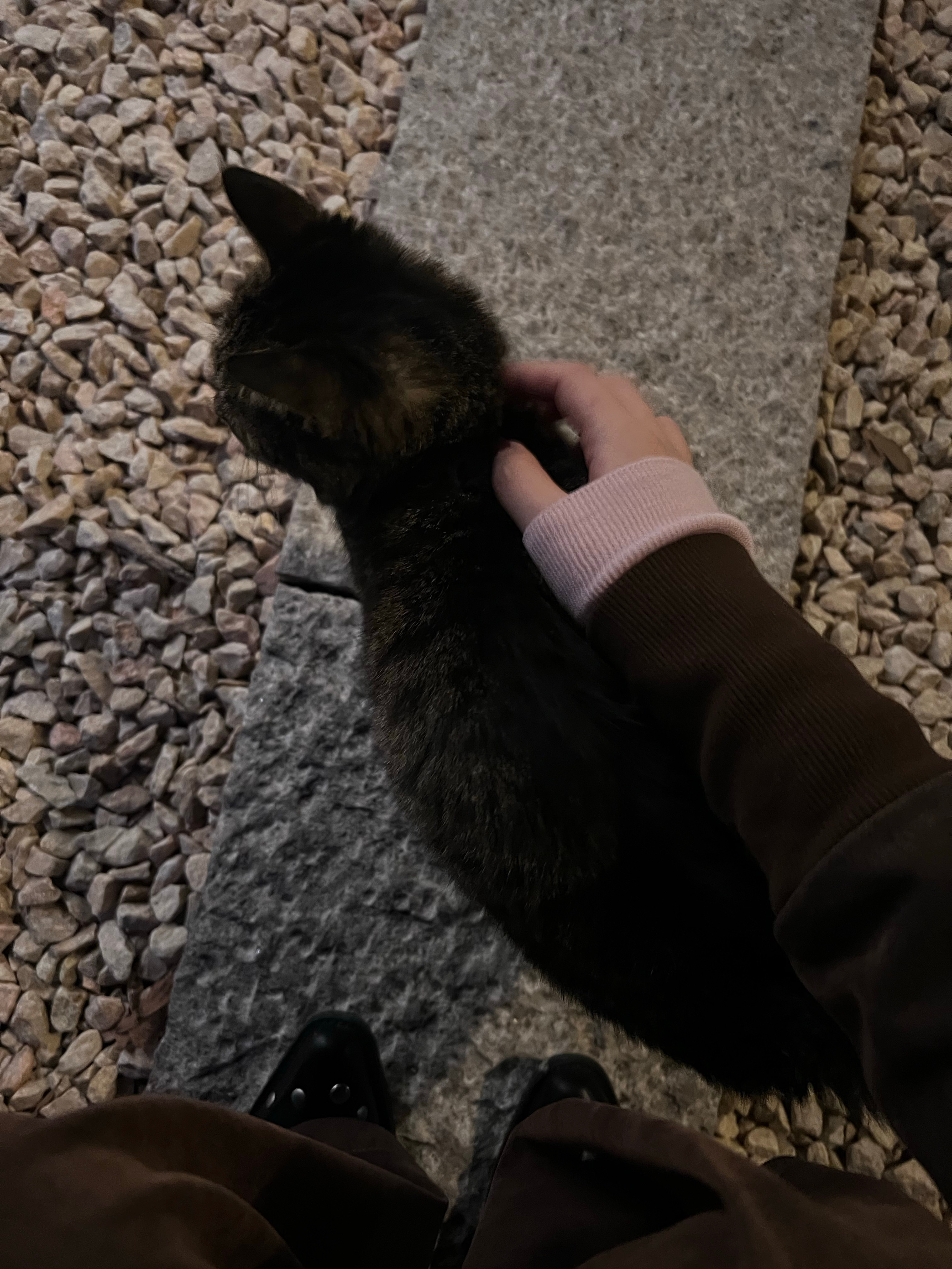 收听咪咪呼噜呼噜声… 