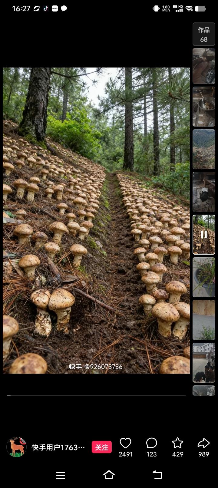 森林中的蘑菇盛宴，大自然的馈赠！🍄🌳