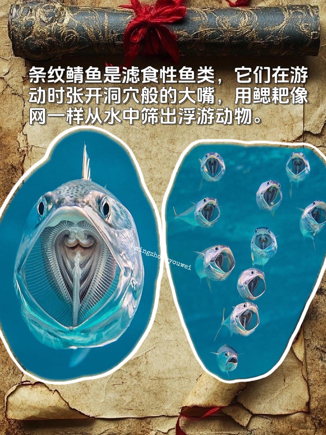 条纹鲭鱼是滤食性鱼类，它们在游动时张开洞穴般的大嘴，用鳃耙像网一样从水...