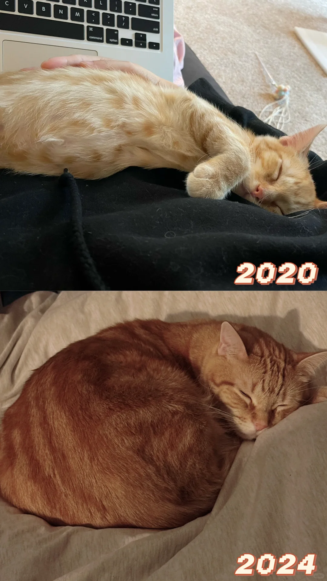 遇见这只小猪四年啦❤️Happy Thanksgiving