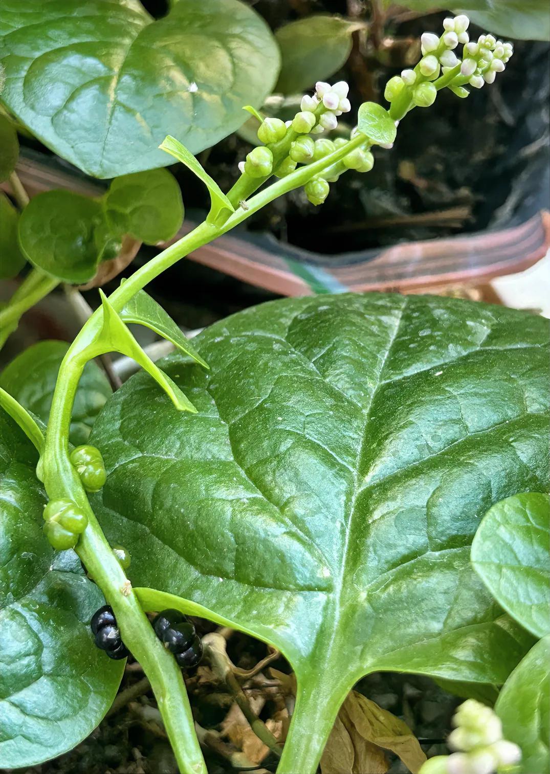 粉白的花，绿色的果，成熟后转为黑色家中的菜园