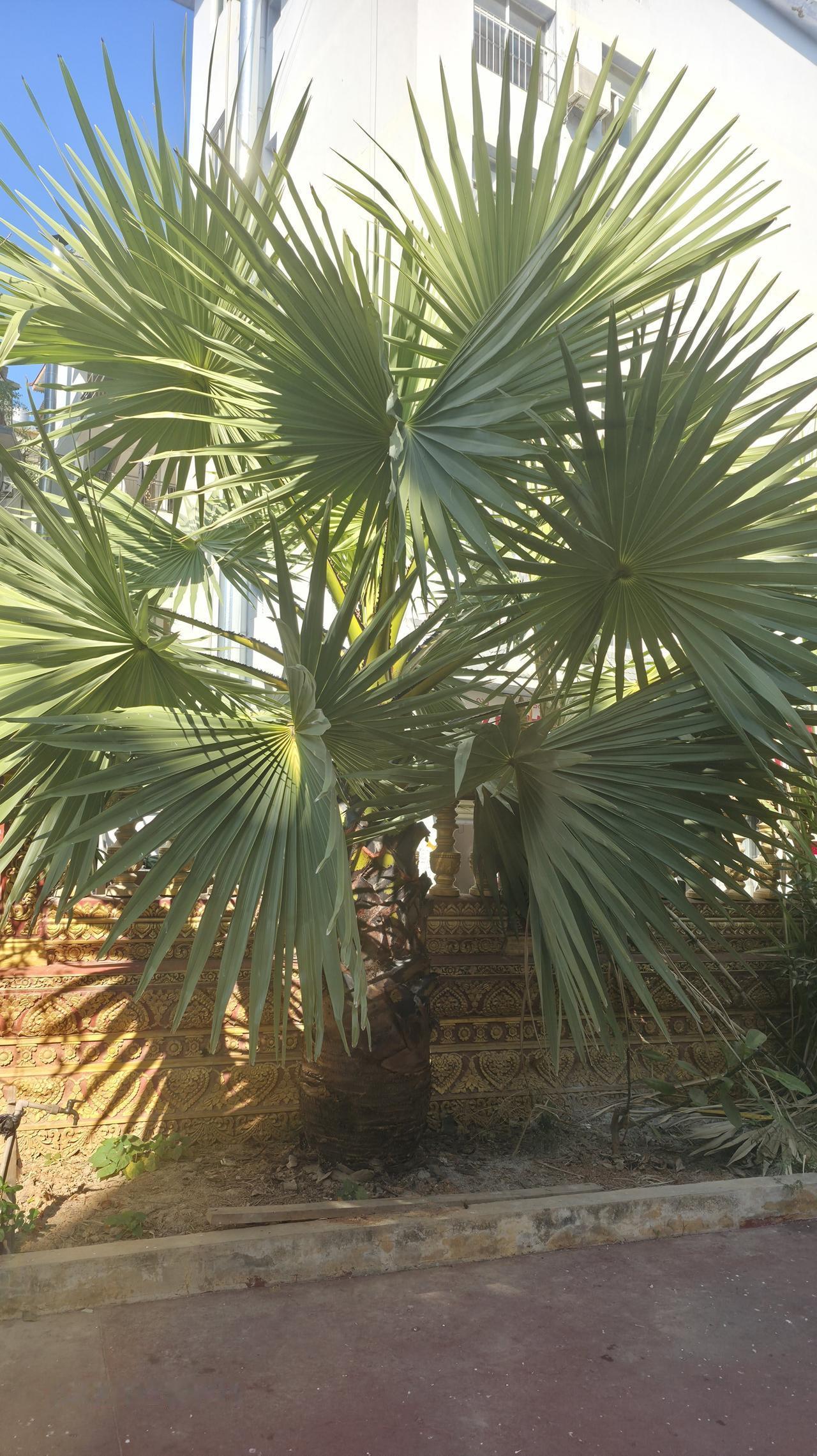 随手拍的绿植这种热带植物真得很漂亮，看着特别让人舒服平添了几分美色。