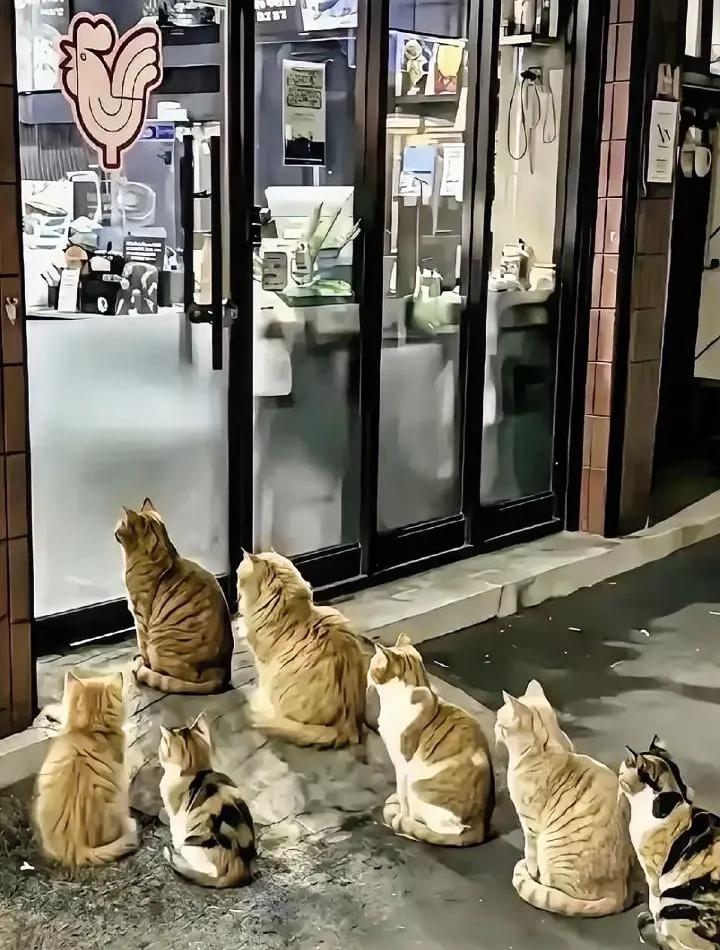 会呀，就是在网上看到这些可爱的小猫，才喜欢上这家店的，善良不是表演，猫咪也不会配