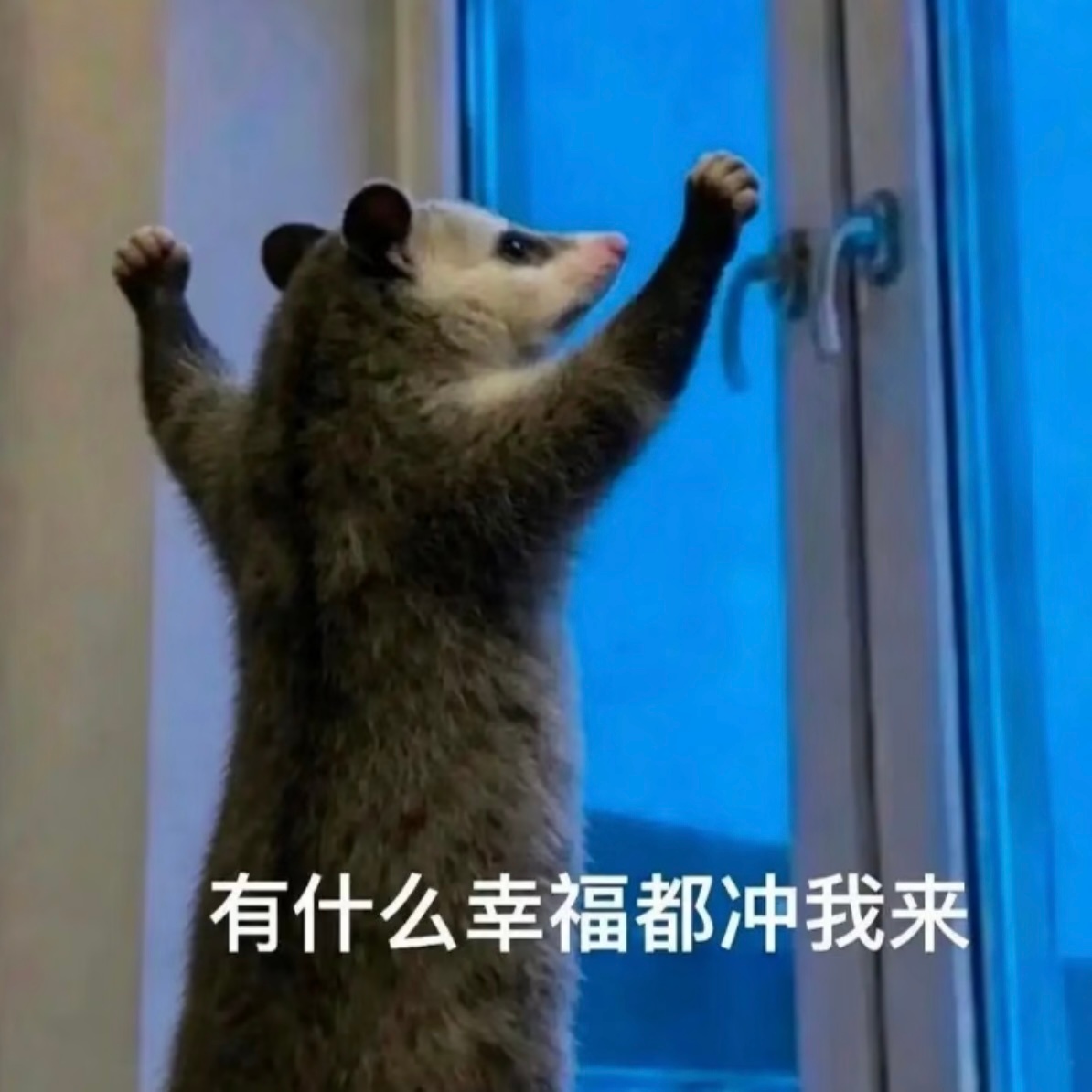 好好好好！默念幸福就会显化