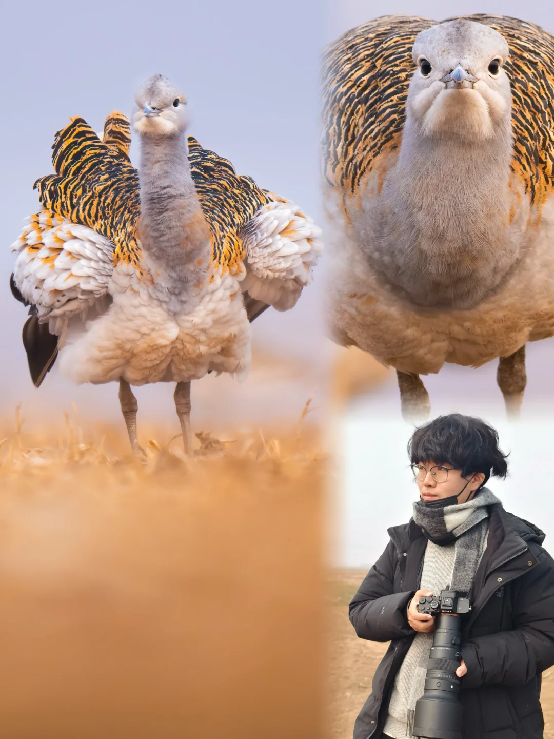 带着适马500/5.6，被一百只虎皮蛋糕包围了