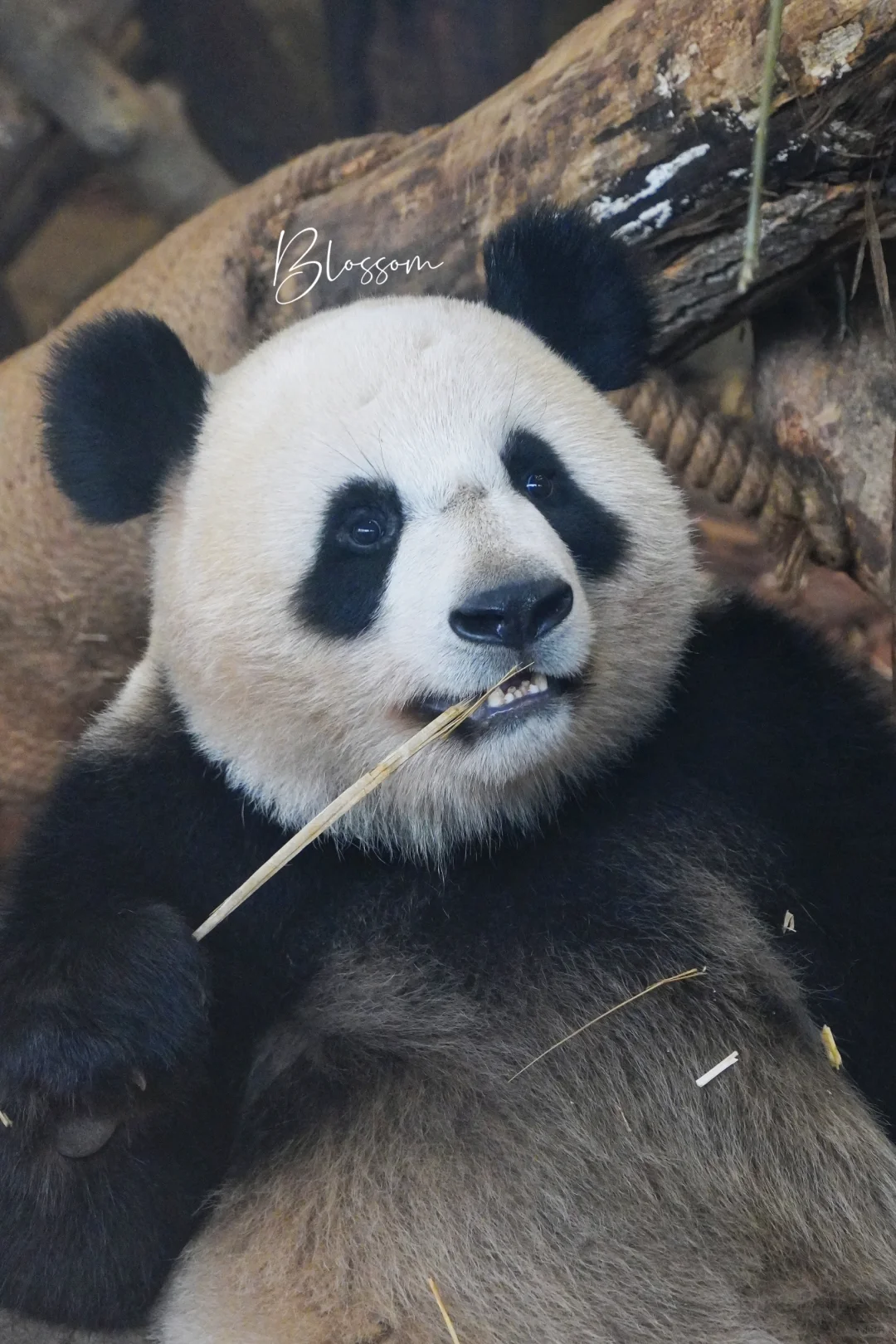 240806 脸圆圆朵朵圆圆眼睛也圆的漂亮小屁