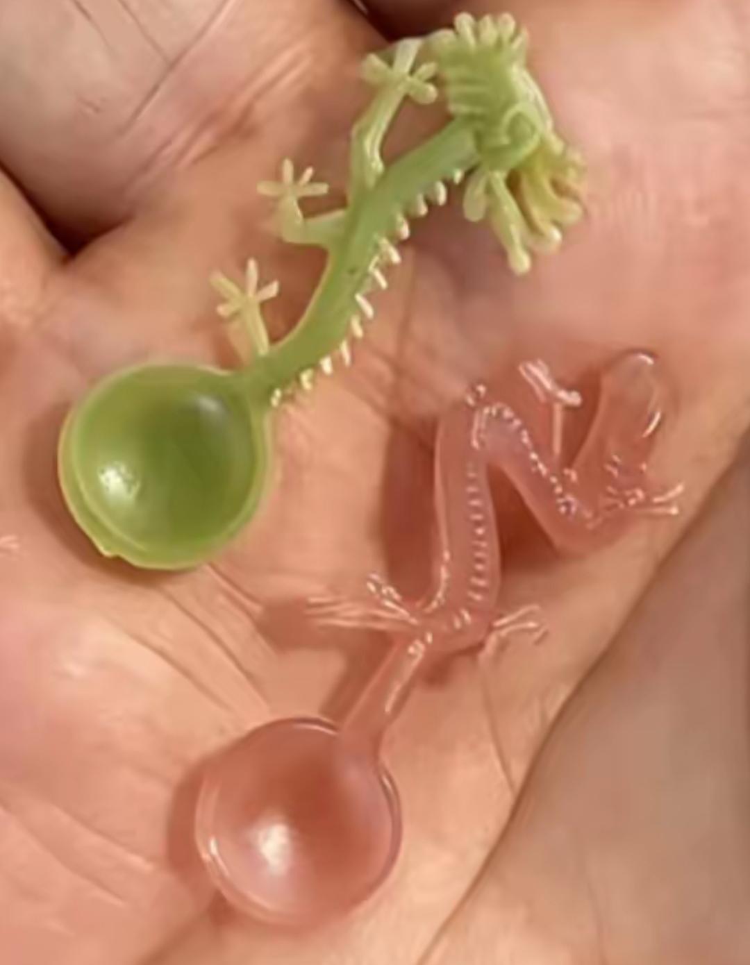 两只可爱的蜥蜴玩偶在手上。小巧玲珑，非常可爱，还记得是干什么用的吗？[作揖][玫
