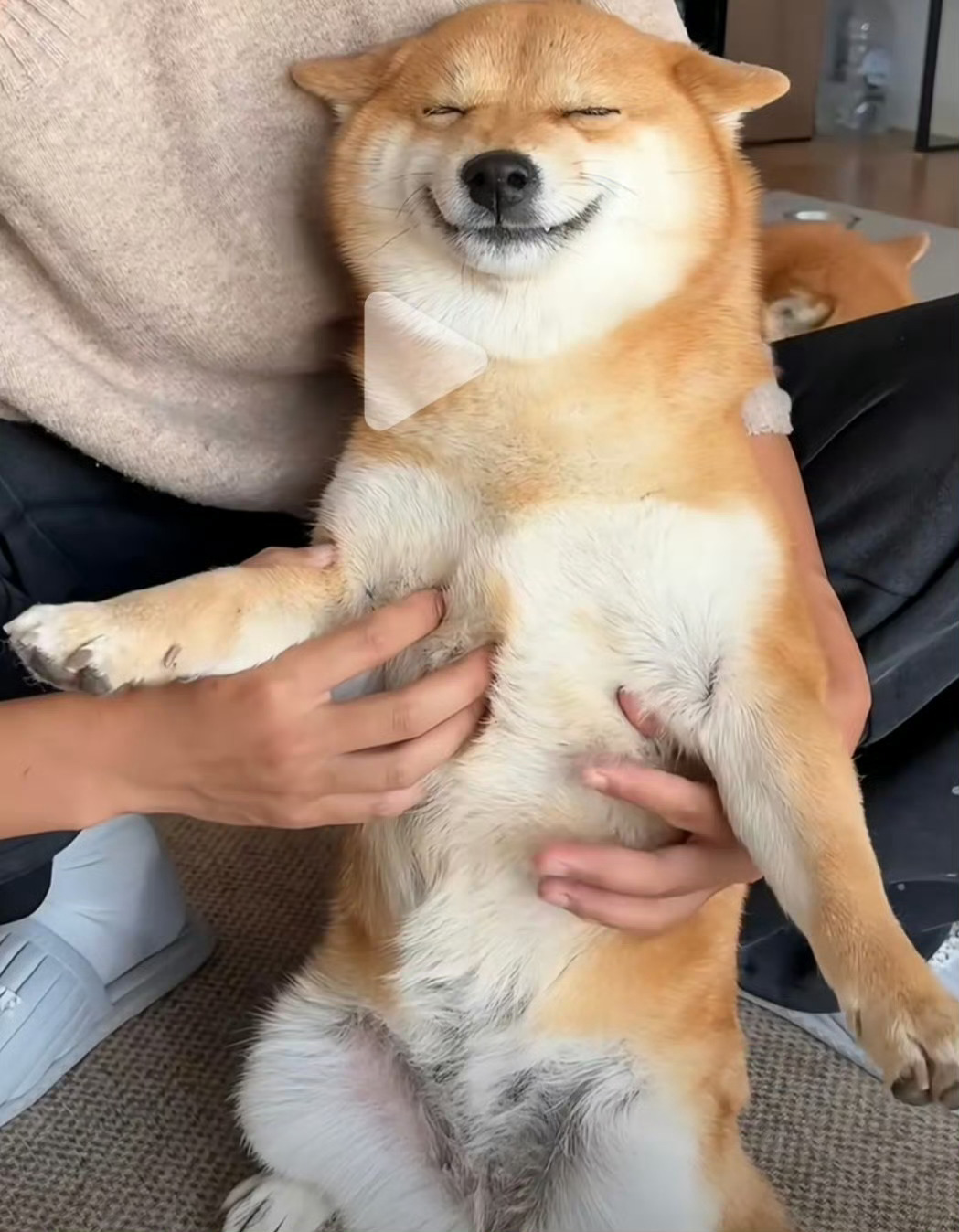 网红狗要不就好好带在身边，要不就找一个高端寄养多花点钱，扔在农村散养，误食农药鼠