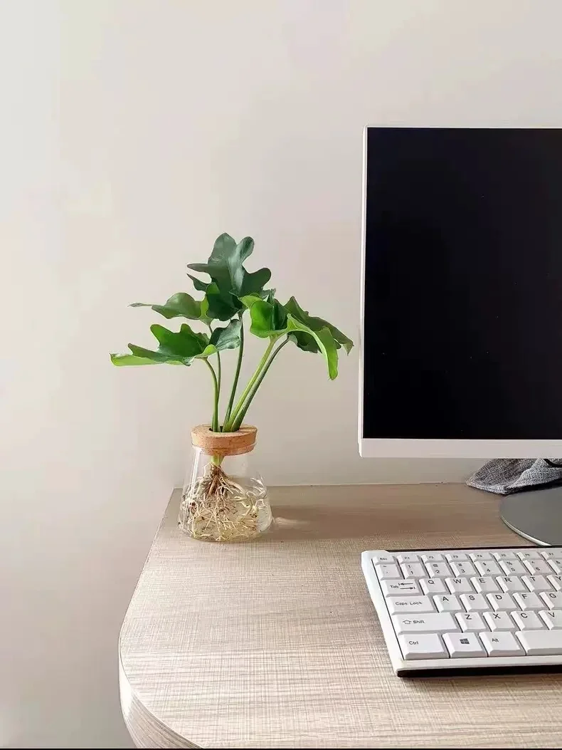 桌面新宠！水培绿植让你的办公环境更清新