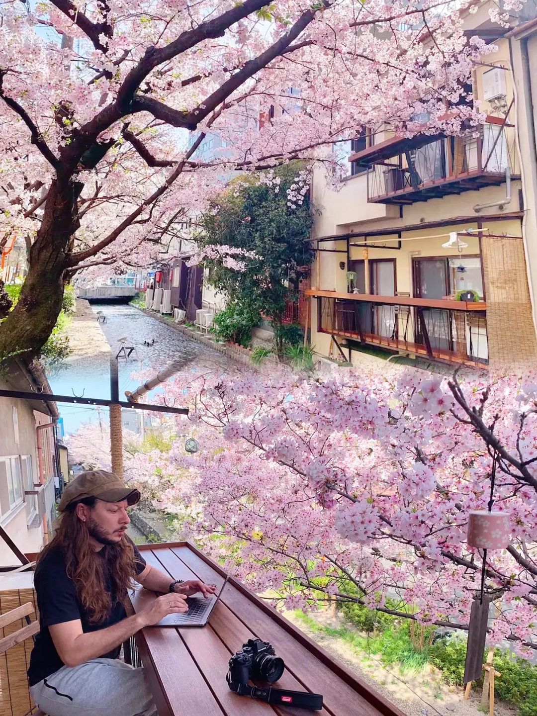 京都旅行🌸高濑川河岸最美的樱花日式旅馆！
