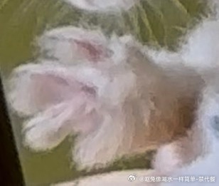 14296🐇【原味】谁想嘬 